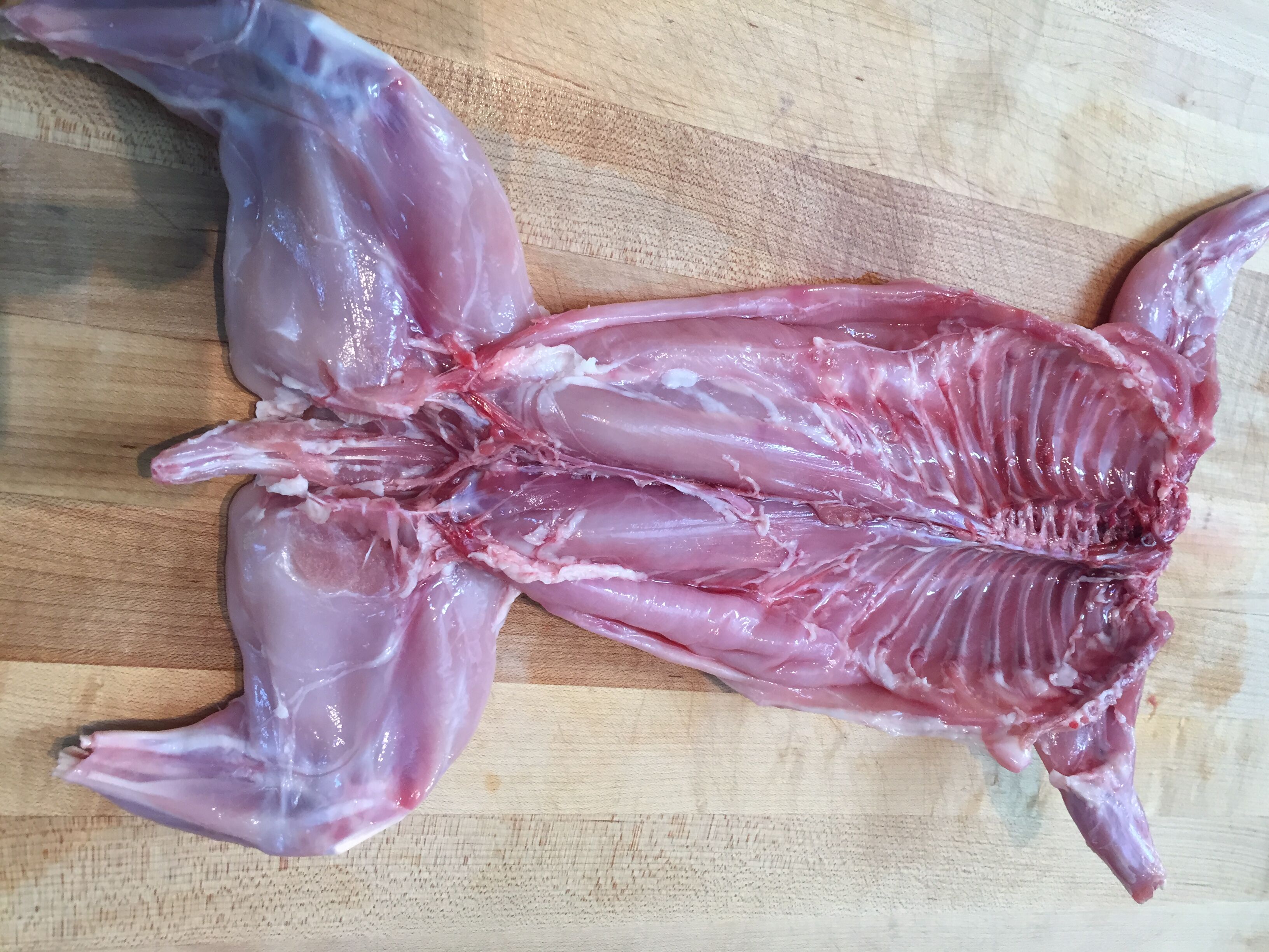 Rabbit